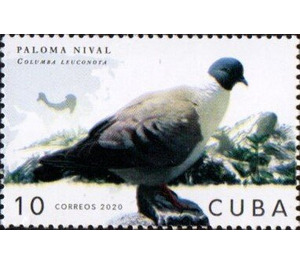 Snow Pigeon - Caribbean / Cuba 2020