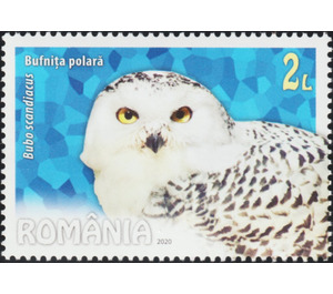 Snowy Owl (Bubo scandiacus) - Romania 2020 - 2