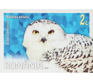 Snowy Owl (Bubo scandiacus) - Romania 2020 - 2