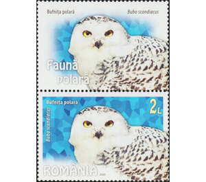 Snowy Owl (Bubo scandiacus) - Romania 2020 - 2
