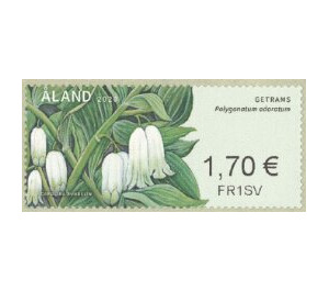 Solomon’s seal (Polygonatum odoratum) - Åland Islands 2020 - 1.70