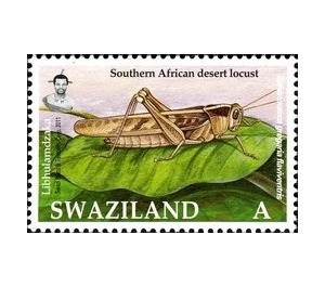 Southern African Desert Locust (Schistocerca gregaria flaviv - South Africa / Swaziland 2012