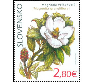 Southern Magnolia (Magnolia grandiflora) - Slovakia 2020 - 2.80