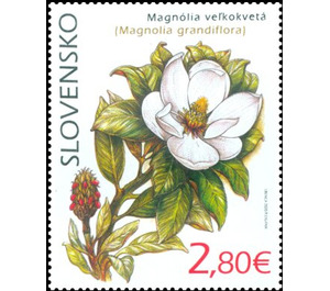 Southern Magnolia (Magnolia grandiflora) - Slovakia 2020 - 2.80