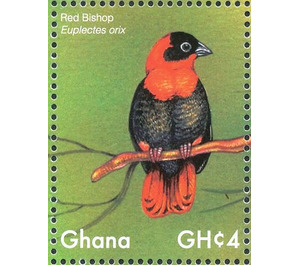 Southern Red Bishop    Euplectes orix - West Africa / Ghana 2017 - 4