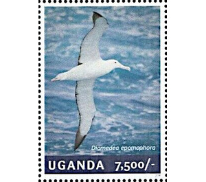 Southern Royal Albatross (Diomedea epomophora) - East Africa / Uganda 2014