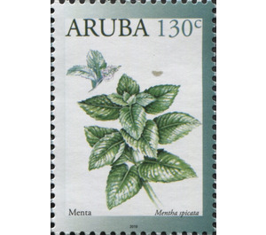 Spearmint (Mentha spicata) - Caribbean / Aruba 2019 - 130