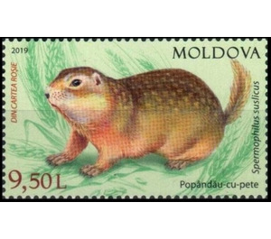 Speckled Ground Squirrel (Spermophilus suslicus) - Moldova 2019 - 9.50
