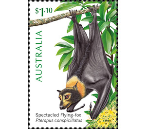 Spectacled Flying-fox (Pteropus conspicillatus) - Australia 2020 - 1.10