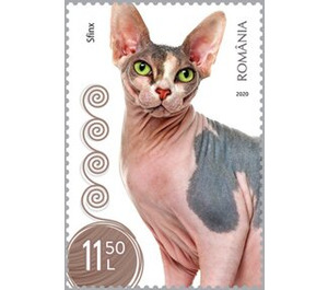 Sphynx Cat - Romania 2020 - 11.50