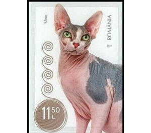 Sphynx Cat - Romania 2020 - 11.50