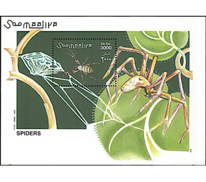 Spiders - East Africa / Somalia 2002