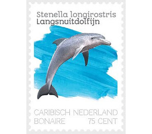 Spinner Dolphin (Stenella longirostris) - Caribbean / Bonaire 2020 - 75