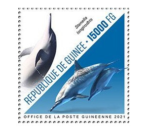 Spinner Dolphin (Stenella longirostris) - West Africa / Guinea 2021