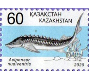 Spiny Sturgeon (Acipenser nudiventris) - Kazakhstan 2020 - 60