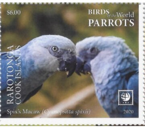 Spix's Macaw (Cyanopsitta spixii) - Cook Islands, Rarotonga 2020 - 6