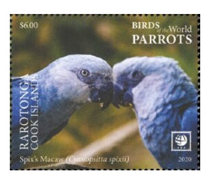 Spix's Macaw (Cyanopsitta spixii) - Cook Islands, Rarotonga 2020 - 6