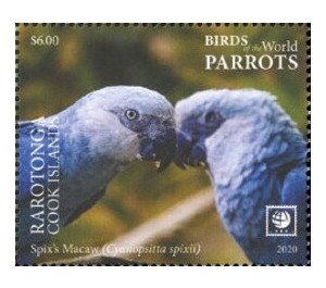 Spix's Macaw (Cyanopsitta spixii) - Cook Islands, Rarotonga 2020 - 6