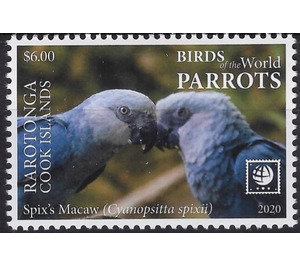 Spix's Macaw (Cyanopsitta spixii) - Cook Islands, Rarotonga 2020 - 6