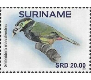 Spot-billed toucanet ( Selenidera maculirostris) - South America / Suriname 2021