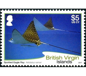Spotted Eagle Ray - Caribbean / British Virgin Islands 2017 - 5