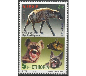 Spotted Hyena (Crocuta crocuta) - East Africa / Ethiopia 2019 - 5