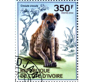 Spotted Hyena (Crocuta crocuta) - West Africa / Ivory Coast 2014 - 350