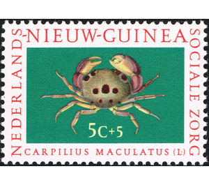Spotted Reef Crab (Carpilius maculatus) - Melanesia / Netherlands New Guinea 1962