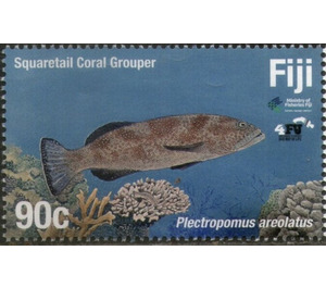 Squaretail Coral Grouper - Melanesia / Fiji 2019 - 90