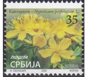 St. John's Wort (Hypericum perforatum) - Serbia 2020 - 35