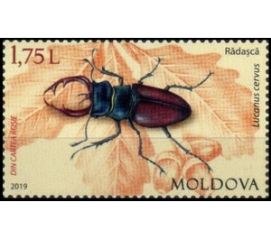 Stag Beetle (Lucanus cervus) - Moldova 2019 - 1.75