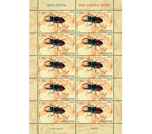 Stag Beetle (Lucanus cervus) - Moldova 2019