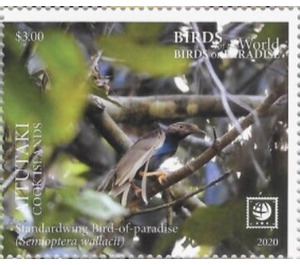 Standardwing Bird of Paradise (Semioptera wallacii) - Aitutaki 2020 - 3