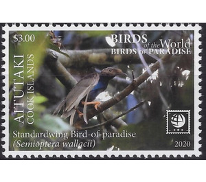 Standardwing Bird of Paradise (Semioptera wallacii) - Aitutaki 2020 - 3