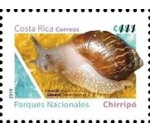 Stenostylus - Central America / Costa Rica 2019 - 685