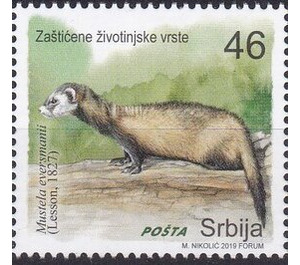 Steppe Polecat (Mustela eversmanii) - Serbia 2019 - 46