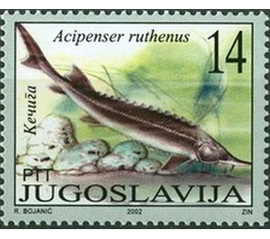 Sterlet (Acipenser ruthenus) - Yugoslavia 2002 - 14