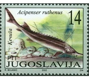 Sterlet (Acipenser ruthenus) - Yugoslavia 2002 - 14