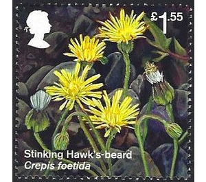 Stinking Hawk's-beard (Crepis foetida) - United Kingdom 2018 - 1.55