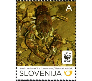 Stone Crayfish (Austropotamobius torrentium) - Slovenia 2011