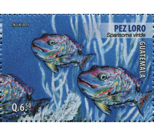 Stoplight Parrotfish (Sparisoma viride) - Central America / Guatemala 2015 - 6.50