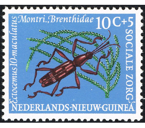 Straight-snouted Weevil (Ectocemus maculatus) - Melanesia / Netherlands New Guinea 1961