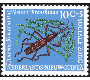 Straight-snouted Weevil (Ectocemus maculatus) - Melanesia / Netherlands New Guinea 1961