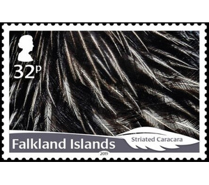 Striated Caracara (Phalcoboenus australis) - South America / Falkland Islands 2019 - 32