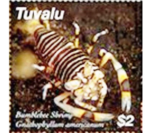 Striped bumblebee shrimp (Gnabophyllum americanum) - Polynesia / Tuvalu 2020