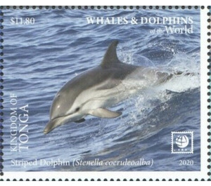 Striped Dolphin (Stenella coeruleoalba) - Polynesia / Tonga 2020 - 11.80