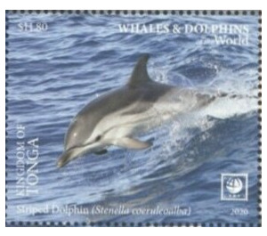 Striped Dolphin (Stenella coeruleoalba) - Polynesia / Tonga 2020 - 11.80