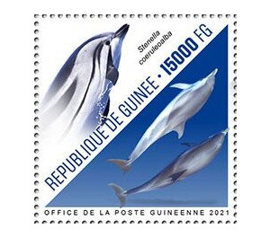 Striped Dolphin (Stenella coeruleoalba) - West Africa / Guinea 2021