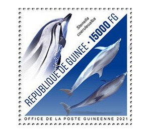 Striped Dolphin (Stenella coeruleoalba) - West Africa / Guinea 2021