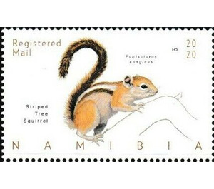 Striped Tree Squirrel (Funisciurus congicus) - South Africa / Namibia 2020